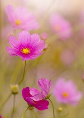 Pink cosmos flowers