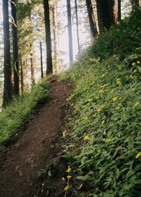 Dandelion Trail