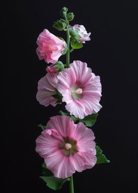 Hollyhock Elegant Flower