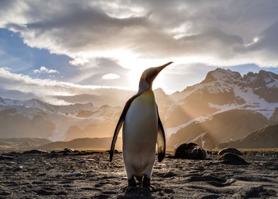 Penguin Looking Out 