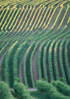 Rolling Vineyard Lines