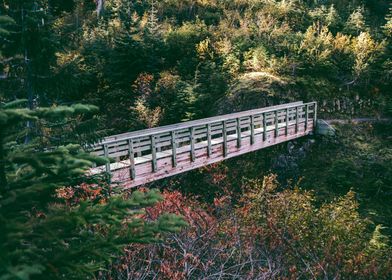 Forest Bridge