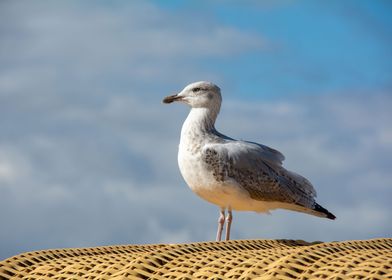 A seagull 