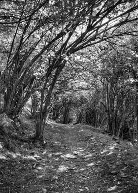 Forest trees landscape