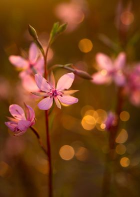 Pink flowers