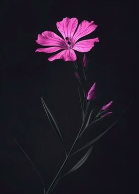 Dianthus Elegant Flower