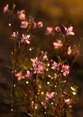 Pink flowers