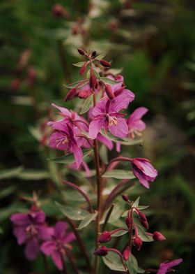 River Beauty Willowherb