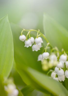 Lilies of the valley