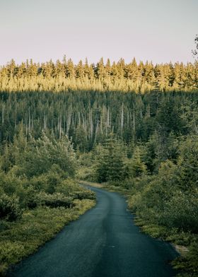 Forest Road