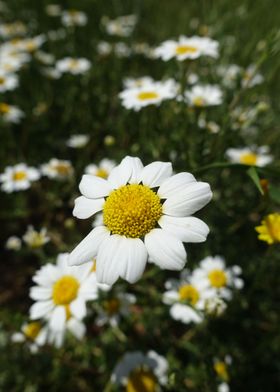 Daisies