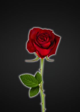 Red Rose and Black