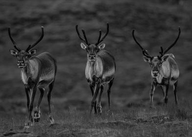 Icelandic Reindeers