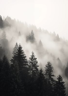 Mountain Forest Mist