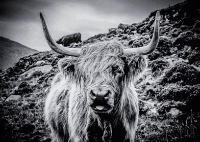 Scottish Highland Cattle