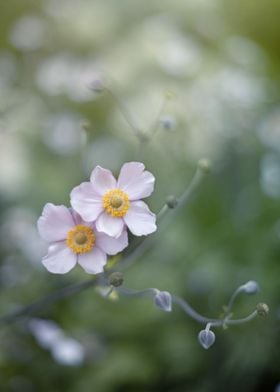 Japanese anemone flowers