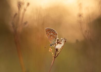 Summer butterfly