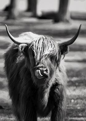 Scottish Highland Cattle