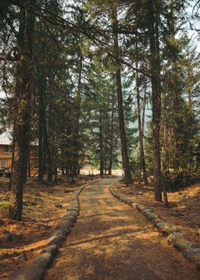 Pathway through the Trees