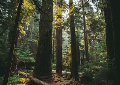 Forest Landscape