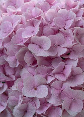 Pink Hydrangea