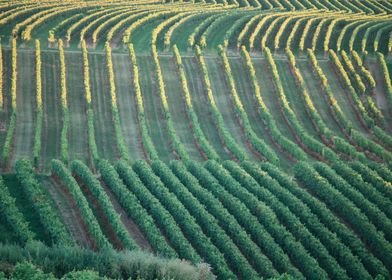 Golden Hour Vineyards