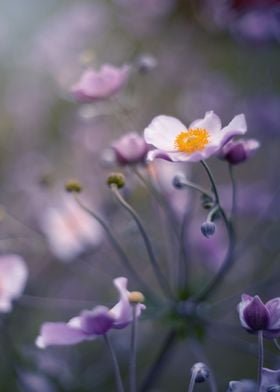 Japanese anemone flowers