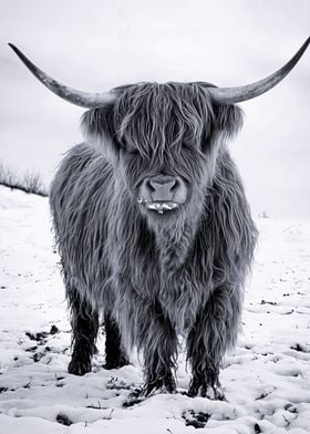 Scottish Highland Cattle 