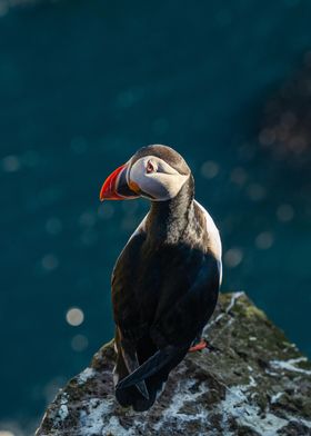 animal Fraterculini