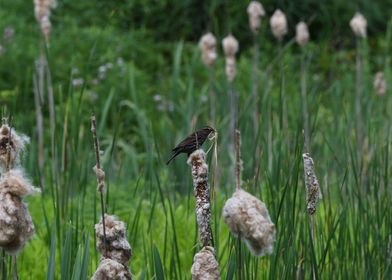 Building a nest