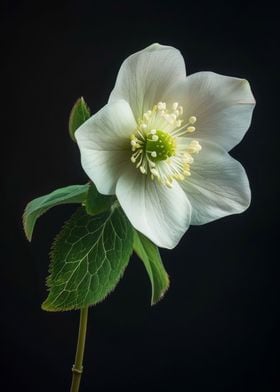 Hellebore Elegant Flower