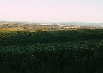 Golden Vineyard Fields