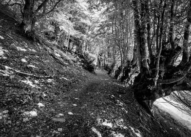 Forest Path Trees Mystical