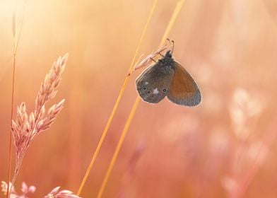 Brown butterfly in glade