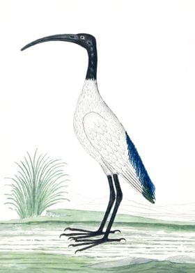 African sacred ibis