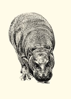 Pygmy hippopotamus