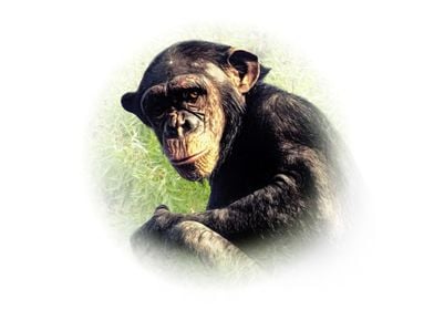 Chimpanzee