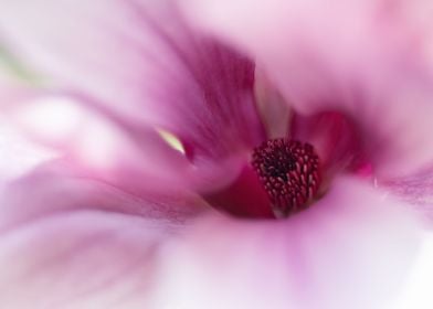 Pink magnolia flowers