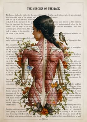 Back Muscle Anatomy