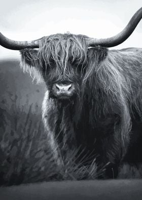 Scottish Highland Cattle