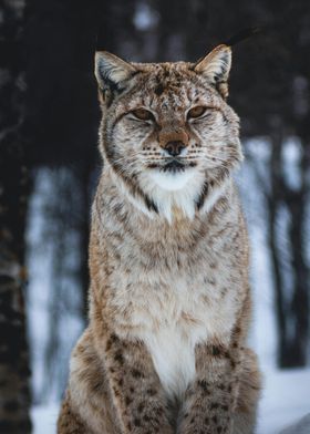 snow LEOPARD