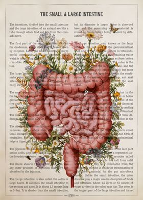 Intestines Anatomy