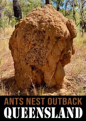 Outback Ant Haven