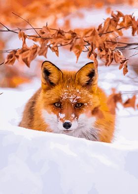 Fox snow