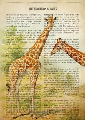 The Northern Giraffe