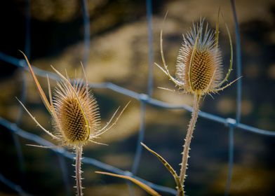 Wild Teasel in autumn