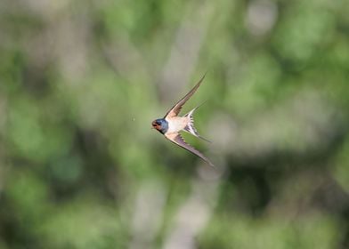 Hirundo rustica