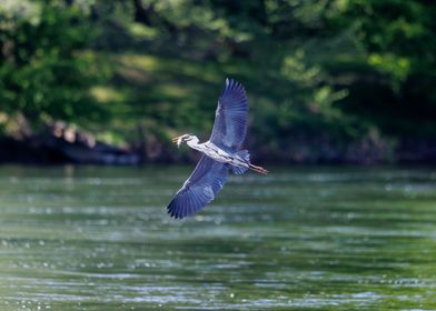 Heron and lunch