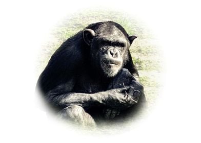 Chimpanzee