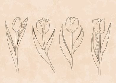 Hand Drawn Tulip Outline 